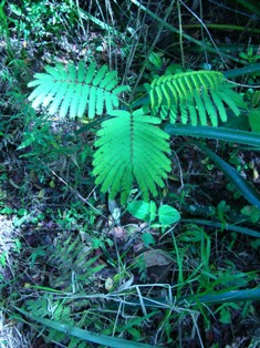 capacidade de perpetuação - "filhos" do angico-branco (Anadenathera colubrina) espontâneos no solo do reflorestamento em 2006