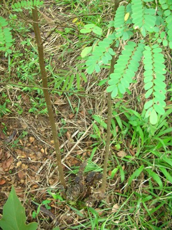 jacarandá (Dalbergia nigra) cortado rente pela segunda vez e brotando forte. Alta capacidade de resiliência. Ricardo Cardim